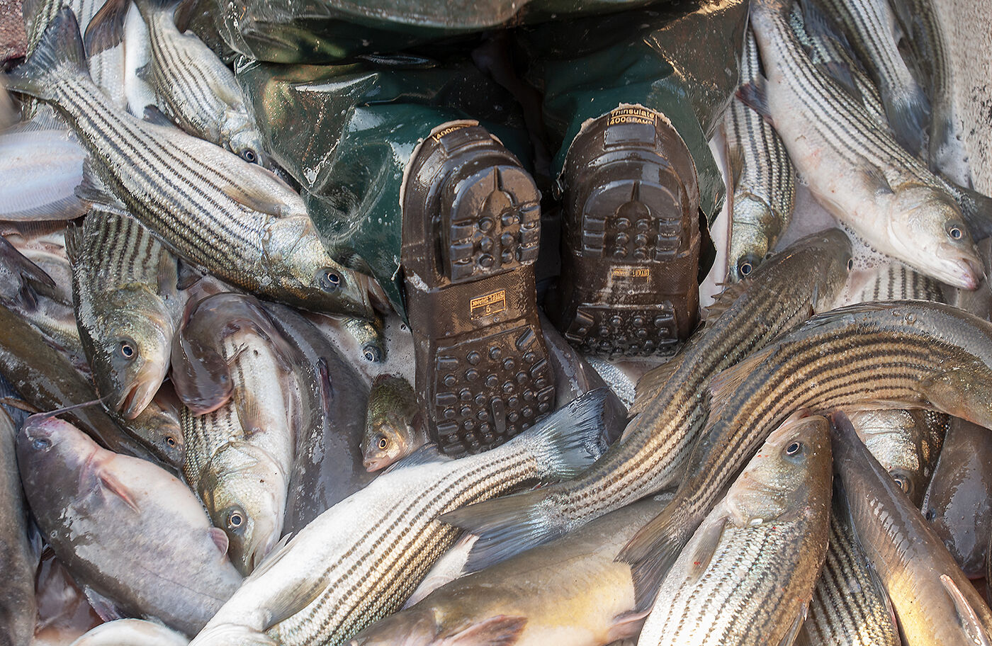 Boots among striped bass